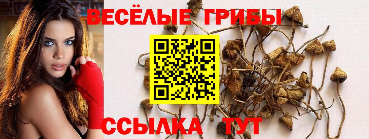 Краснокаменск  Псилоцибиновые грибы Psilocybe  Вход с VPN  Псилоцибиновые грибы GOLDEN TEACHER 